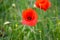 Poppy blooming in orange red colors in summer field, field edge with poppy and buds in early summer