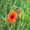 Poppy blooming orange in summer field, insects inside flowering poppiy, field edge with poppy buds and grass