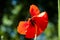 Poppy blossom. Anzac Day. poppy seeds to relieve pain. spring is coming. bright red flower. Poppy. International Day of