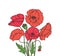 Poppy bouquet. Red poppies flower meadow garden flowers decorative plant poppy bud planting floral anzac day vector