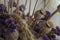 Poppy boxes, dry violet flowers and gold spike. Still life