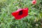 Poppy bright colors after rain