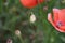 Poppy bud photo. Red blossom. Green background. Seed head.