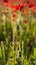 Poppy Bud, Polly Joke, West Pentire, Cornwall