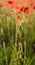 Poppy Bud in Sunlight, Polly Joke, West Pentire, Cornwall