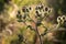 Poppy buds on a branch illuminated by the sun