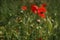 Poppy buds in the meadow, Papaver rhoeas Close Up