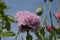 Poppy bushes and oriental poppy flower 2