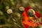 Poppy capsules. Selective focus with red poppy in bloom in background. Top view. Drug, opium, narcotics production