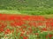 Poppy and Chamomile flowers spring field in Zagros mountains , Iran