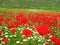 Poppy and Chamomile flowers spring field in Zagros mountains , Iran