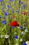 Poppy, chamomile and small purple flowers in a grain field