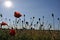 Poppy corn in backlight