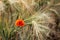 Poppy in the cornfield