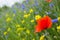 Poppy, cornflowers and rapeseed in the field. Blooming