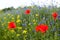 Poppy, cornflowers and rapeseed in the field. Blooming