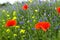 Poppy, cornflowers and rapeseed in the field. Blooming