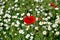 A poppy among daisies