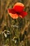 Poppy and daisies against the light