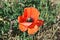 Poppy day is remembrance day in UK, closeup