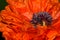 Poppy Detail Oriental Poppy