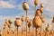 Poppy drumsticks ripen in the field