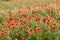 Poppy farming, nature, agriculture concept - industrial farming of poppy flowers - close-up on flowers and stems of the