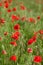 Poppy farming, nature, agriculture concept - industrial farming of poppy flowers - close up of red poppies over red