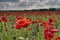 Poppy field 01