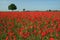 Poppy field 1