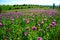 poppy field