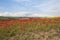 Poppy field