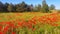 Poppy field