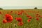 Poppy field