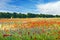 Poppy field