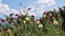 Poppy field