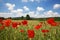 Poppy field