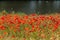 Poppy field