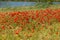 Poppy field