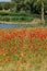 Poppy field