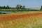 Poppy field