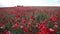 Poppy field.