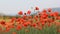 Poppy field