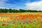 Poppy field