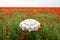 Poppy field artistic interpretation