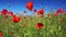 Poppy field with blue sky and gentle breeze