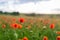 Poppy Field. Blurry Background