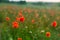 Poppy Field. Blurry Background