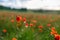 Poppy Field. Blurry Background