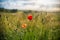 Poppy Field. Blurry Background. Landscape